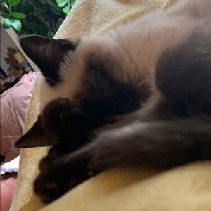 Meet your Posher, Joy